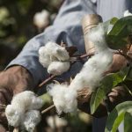 Govt to give incentives to cotton farmers