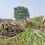 Punjab Sugar Factories Act