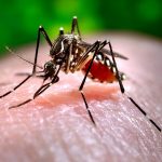 Punjab reports one new dengue virus case