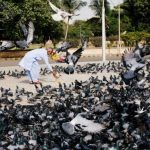 Surge in Lung Disease Cases Linked to Pigeon Exposure Alarms Karachi Health Experts