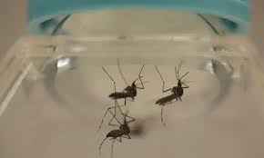 Dengue Cases Rise as Lahore Reports Three Deaths
