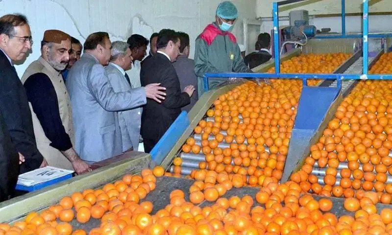 Kinno Exports Rise as Season Starts